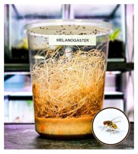 creation cultivated - drosophila melanogaster (flightless fruit fly culture 32oz cup) / live insects for jumping spiders, praying mantis, geckos, lizards, dart frog food
