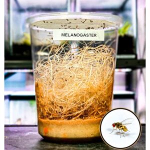 Creation Cultivated - Drosophila Melanogaster (Flightless Fruit Fly Culture 32oz Cup) / Live Insects for Jumping Spiders, Praying Mantis, Geckos, Lizards, Dart Frog Food