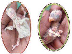 birds' park splayed leg bird treatment bracelet size: 3,4,5,6, &7mm(10 pcs)-good for baby budgerigar, african lovebird & conure-by fedex