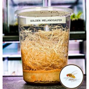 Creation Cultivated - Golden Drosophila Melanogaster (Flightless Fruit Fly Culture 32oz Cup) / Live Insects for Jumping Spiders, Praying Mantis, Geckos, Lizards, Dart Frog Food