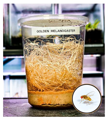 Creation Cultivated - Golden Drosophila Melanogaster (Flightless Fruit Fly Culture 32oz Cup) / Live Insects for Jumping Spiders, Praying Mantis, Geckos, Lizards, Dart Frog Food