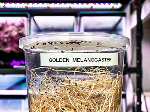 Creation Cultivated - Golden Drosophila Melanogaster (Flightless Fruit Fly Culture 32oz Cup) / Live Insects for Jumping Spiders, Praying Mantis, Geckos, Lizards, Dart Frog Food