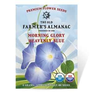 the old farmer's almanac morning glory seeds (heavenly blue) - approx 50 flower seeds - premium non-gmo, open pollinated, usa origin