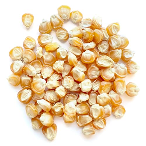 The Old Farmer's Almanac Heirloom Sweet Corn Seeds (Golden Bantam) - Approx 75 Seeds - Non-GMO, Open Pollinated, USA Origin