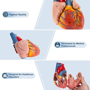 Winyousk Anatomy Heart Model, 1:1 Size Human Heart Model with 2-Part，48 Accurate Numbered Heart Model for Cardiac Labs, Medical Teaching, Hospitals