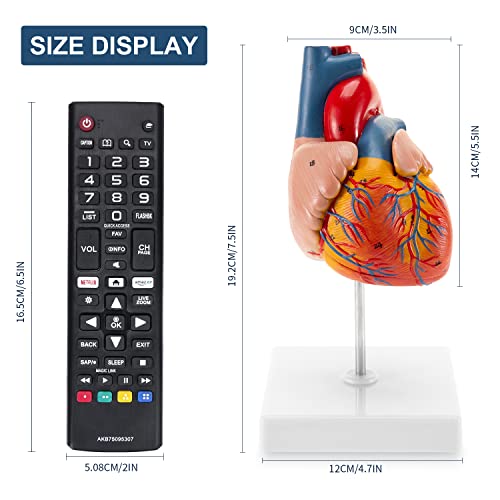 Winyousk Anatomy Heart Model, 1:1 Size Human Heart Model with 2-Part，48 Accurate Numbered Heart Model for Cardiac Labs, Medical Teaching, Hospitals