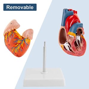 Winyousk Anatomy Heart Model, 1:1 Size Human Heart Model with 2-Part，48 Accurate Numbered Heart Model for Cardiac Labs, Medical Teaching, Hospitals