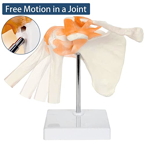 Winyousk Shoulder Joint Model, Scientific Medical Shoulder Anatomy Model with Functional Ligaments for Classroom Study Display Medical Teaching Model