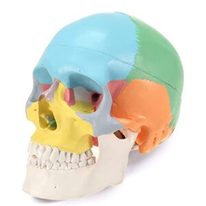 ronten human skull anatomical model, painted medical skull 3-part removable skull cap and moving jaw, display model for medical student human anatomy teaching and studying