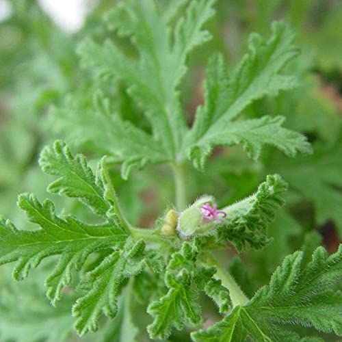 GardenGeng 300+ Citronella Plant Seeds for Planting Outdoors - Organic - Non-GMO - Citronella Geranium Seeds to Plant Garden/Bonsai