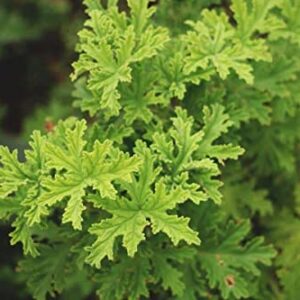 GardenGeng 300+ Citronella Plant Seeds for Planting Outdoors - Organic - Non-GMO - Citronella Geranium Seeds to Plant Garden/Bonsai