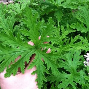 GardenGeng 300+ Citronella Plant Seeds for Planting Outdoors - Organic - Non-GMO - Citronella Geranium Seeds to Plant Garden/Bonsai