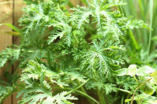 GardenGeng 300+ Citronella Plant Seeds for Planting Outdoors - Organic - Non-GMO - Citronella Geranium Seeds to Plant Garden/Bonsai