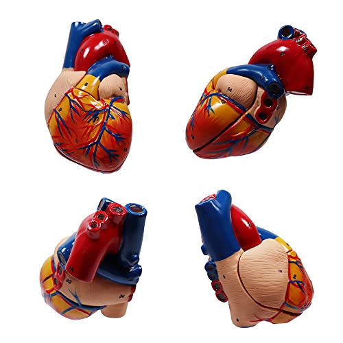 Aliwovo Anatomical Heart Model Life Size Human Heart Model Anatomy Used for Medical Education Study Include Detailed Instructions