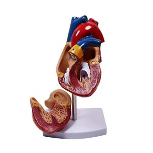 Aliwovo Anatomical Heart Model Life Size Human Heart Model Anatomy Used for Medical Education Study Include Detailed Instructions