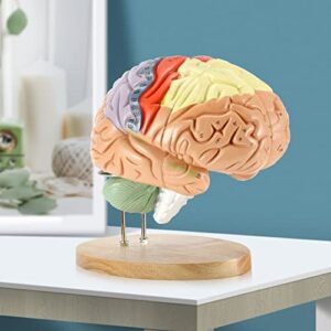 Dyna-Living Human Brain Model Anatomy 2X Life Size Human Brain Anatomical Model for Neuroscience with Color-Coded Detachable Brain Model for Science Research Medical Learning or Model Display