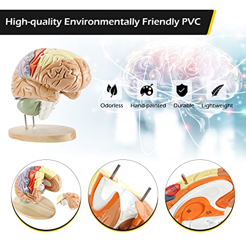 Dyna-Living Human Brain Model Anatomy 2X Life Size Human Brain Anatomical Model for Neuroscience with Color-Coded Detachable Brain Model for Science Research Medical Learning or Model Display