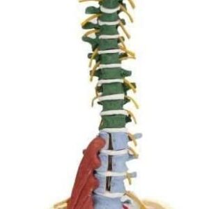 LHMYHHH Life Size Vertebral Column Model 85CM Anatomy Muscle Spine with Stand, with Spinal Nerves, Skull Base, and Pelvis for Teaching Tools