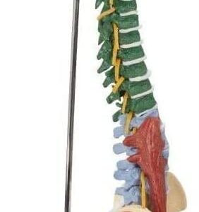LHMYHHH Life Size Vertebral Column Model 85CM Anatomy Muscle Spine with Stand, with Spinal Nerves, Skull Base, and Pelvis for Teaching Tools