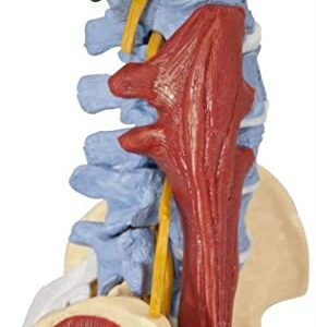 LHMYHHH Life Size Vertebral Column Model 85CM Anatomy Muscle Spine with Stand, with Spinal Nerves, Skull Base, and Pelvis for Teaching Tools