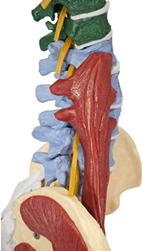 LHMYHHH Life Size Vertebral Column Model 85CM Anatomy Muscle Spine with Stand, with Spinal Nerves, Skull Base, and Pelvis for Teaching Tools