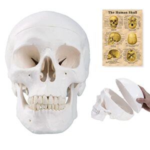[upgraded] human skull anatomical model, winyousk life size medical skull model, anatomy head skull with removable skull cap and articulated mandible