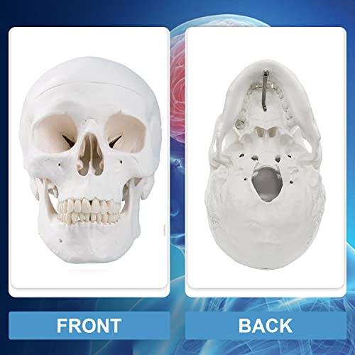 [Upgraded] Human Skull Anatomical Model, Winyousk Life Size Medical Skull Model, Anatomy Head Skull with Removable Skull Cap and Articulated Mandible