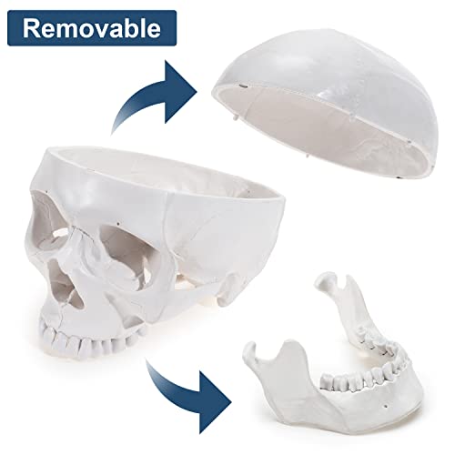 [Upgraded] Human Skull Anatomical Model, Winyousk Life Size Medical Skull Model, Anatomy Head Skull with Removable Skull Cap and Articulated Mandible