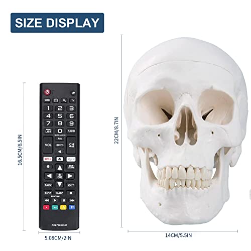 [Upgraded] Human Skull Anatomical Model, Winyousk Life Size Medical Skull Model, Anatomy Head Skull with Removable Skull Cap and Articulated Mandible