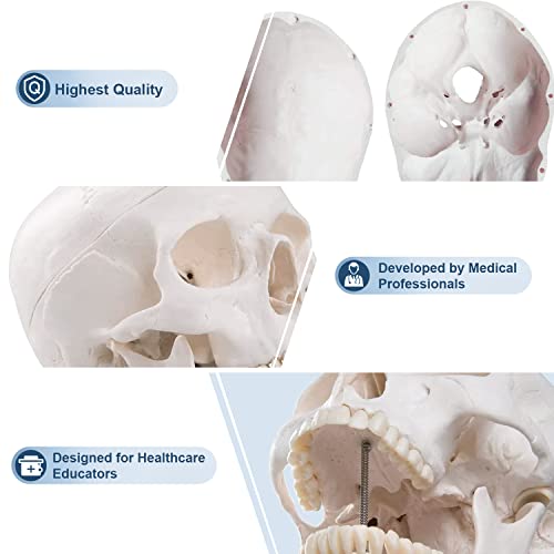 [Upgraded] Human Skull Anatomical Model, Winyousk Life Size Medical Skull Model, Anatomy Head Skull with Removable Skull Cap and Articulated Mandible