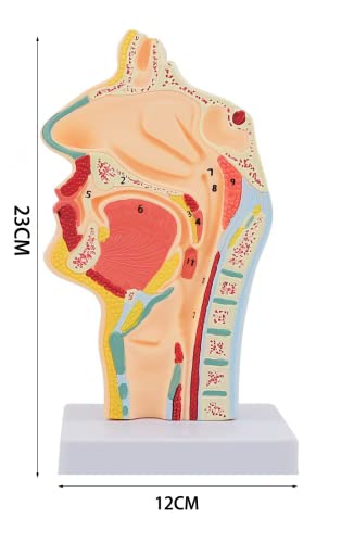 Nasal Cavity Throat Model, Human Anatomical Model for Science Classrooms Study Teaching Aid