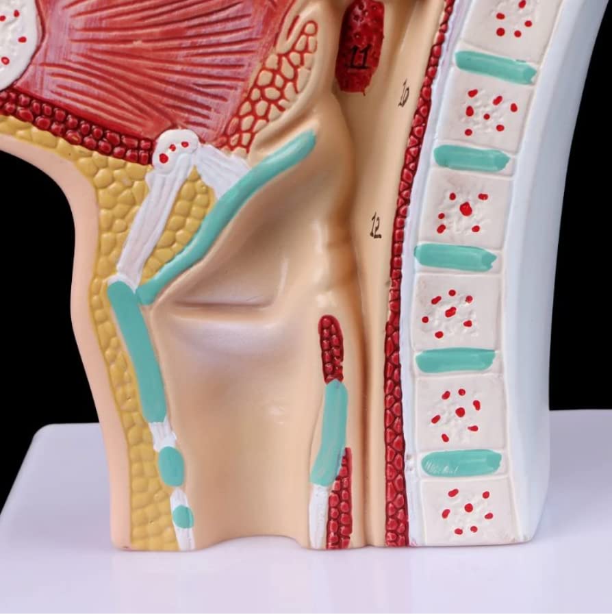 Nasal Cavity Throat Model, Human Anatomical Model for Science Classrooms Study Teaching Aid