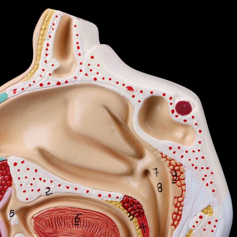 Nasal Cavity Throat Model, Human Anatomical Model for Science Classrooms Study Teaching Aid