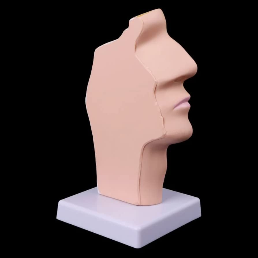 Nasal Cavity Throat Model, Human Anatomical Model for Science Classrooms Study Teaching Aid