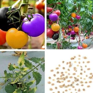 500+ rainbow cherry tomato seeds for planting