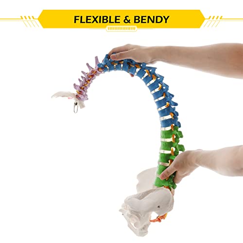 Dyna-Living Life Size Human Spine Model 33.46in/85cm Spine Anatomical Model Colored Flexible Spine Model with Vertebrae Cervical Lumbar Spine Anatomy Model with Nerves Used for Medicine Research