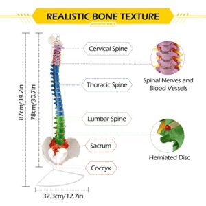 Dyna-Living Life Size Human Spine Model 33.46in/85cm Spine Anatomical Model Colored Flexible Spine Model with Vertebrae Cervical Lumbar Spine Anatomy Model with Nerves Used for Medicine Research