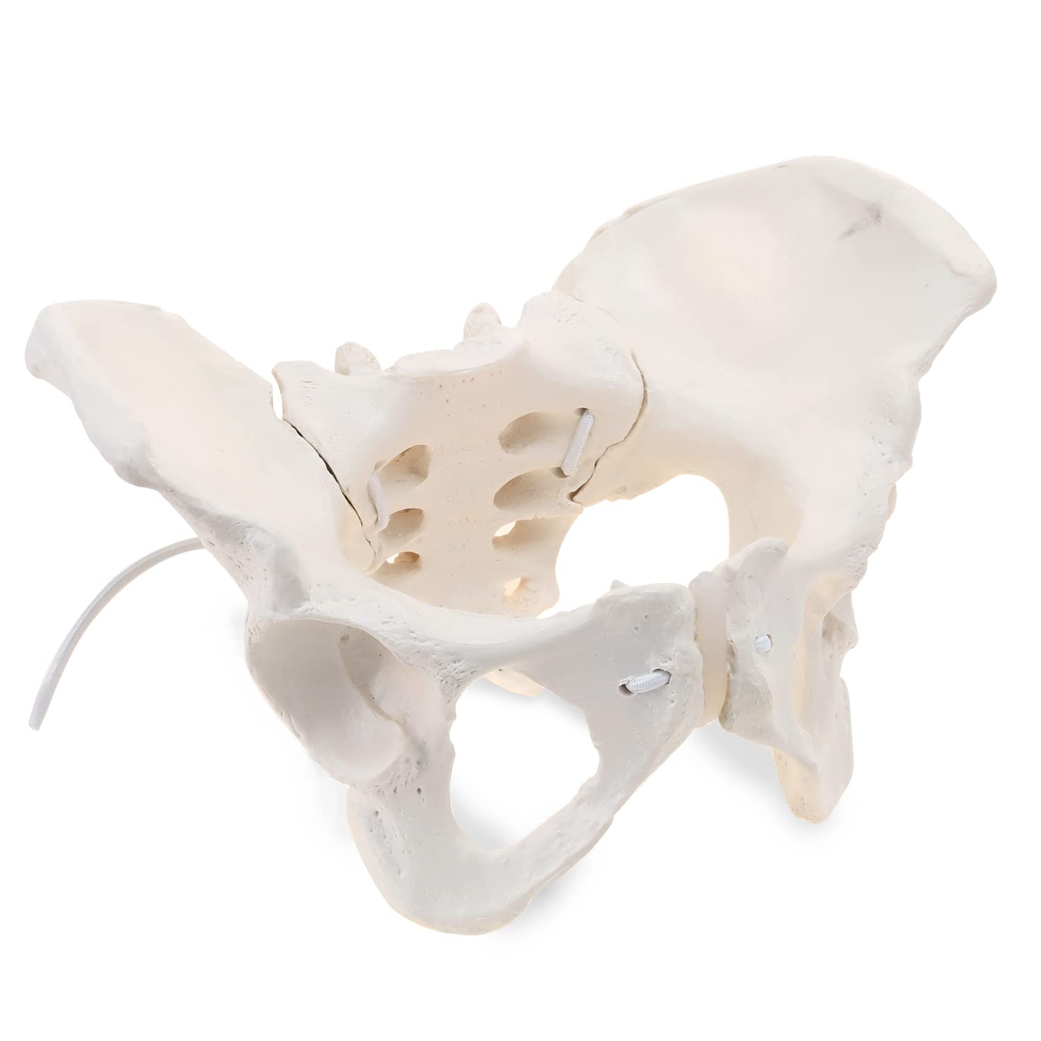 HINGONS Female Pelvis Model with Elastic Rope, Life Size Flexible Female Pelvic Skeleton Model, Hip Bone Pelvic Model Female Anatomical Model for Science Education