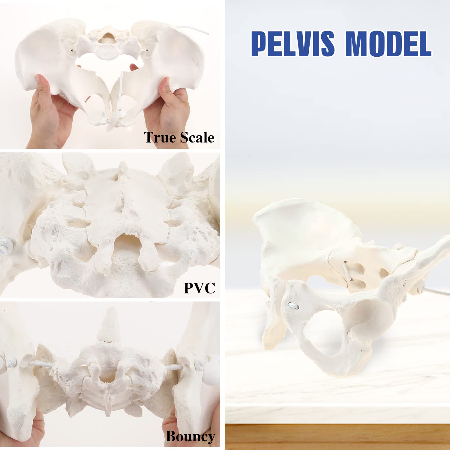 HINGONS Female Pelvis Model with Elastic Rope, Life Size Flexible Female Pelvic Skeleton Model, Hip Bone Pelvic Model Female Anatomical Model for Science Education