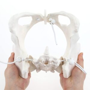 HINGONS Female Pelvis Model with Elastic Rope, Life Size Flexible Female Pelvic Skeleton Model, Hip Bone Pelvic Model Female Anatomical Model for Science Education