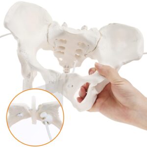 HINGONS Female Pelvis Model with Elastic Rope, Life Size Flexible Female Pelvic Skeleton Model, Hip Bone Pelvic Model Female Anatomical Model for Science Education