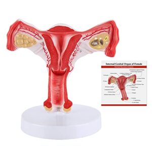 skumod uterus and ovary model anatomical model of female reproductive organs with brackets showing anatomical model of uterus, ovaries, medical teaching tool