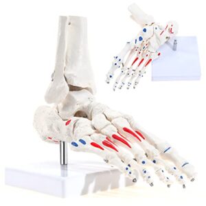 SKUMOD Human Foot and Ankle Skeletal Model with Tibia and Fibula parts, Flexible Foot Bone Structure Model