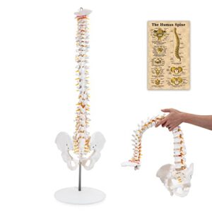 winyousk medical spine model, life size flexible anatomical human spine model, spine model with vertebrae, nerves, arteries, lumbar column and male pelvis - mount on a stand