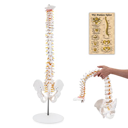 Winyousk Medical Spine Model, Life Size Flexible Anatomical Human Spine Model, Spine Model with Vertebrae, Nerves, Arteries, Lumbar Column and Male Pelvis - Mount on a Stand