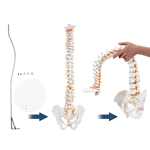 Winyousk Medical Spine Model, Life Size Flexible Anatomical Human Spine Model, Spine Model with Vertebrae, Nerves, Arteries, Lumbar Column and Male Pelvis - Mount on a Stand