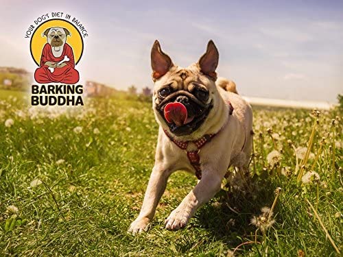 Barking Buddha 6 Inch Jumbo Bully Sticks for Dogs - Premium Fully Digestible, Odor Free 100% All Natural Tasty Beef Pizzle Chew Treats (Pack of 5)