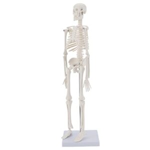 miirr human skeleton anatomical model, 17.7'' mini size medical skeleton model with movable arms and legs, easy to carry and display for anyone study and teaching