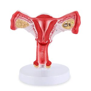 xkiss human uterus and ovary model, female reproductive organ model, life size uterine medical educational tool for anatomical gynecology doctor patient communication simulation