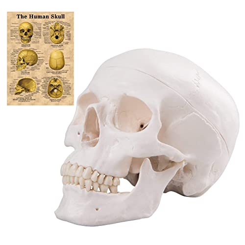 Human Skull Anatomical Model, HINGONS Adult Sized Skull 3-Part Removable Skull Cap and Moving Jaw, for Student Human Anatomy Learning